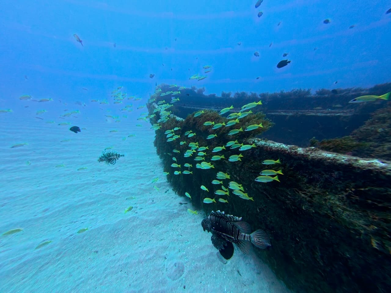 SeaUrchin Diving Center
