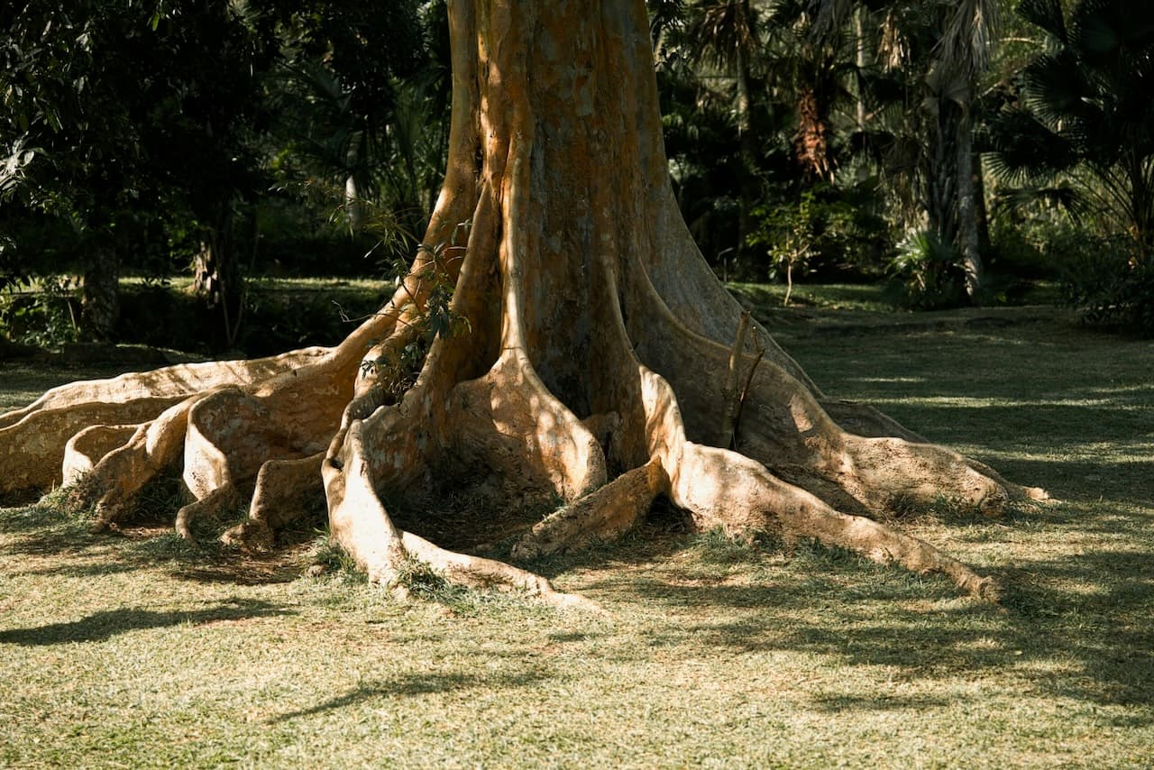 Jardin botanique de Pamplemousses