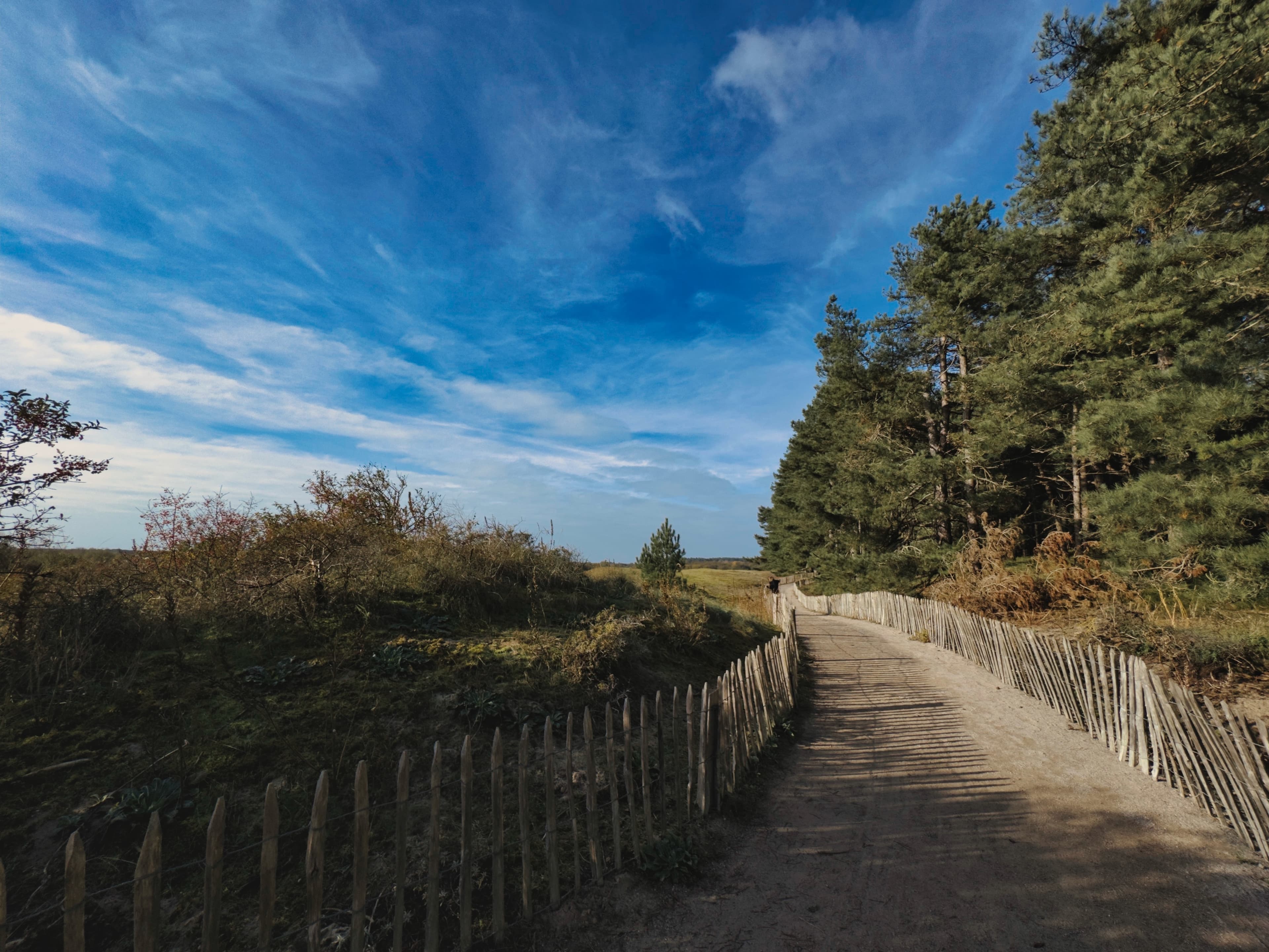 Volée de cigognes blanches au-dessus des marais du Parc du Marquenterre au printemps